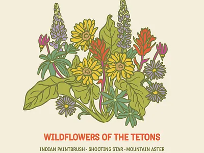 Wildflowers of the Tetons Illustration balsamroot flower illustration indian paintbrush lupine rocky mountains tetons wildflowers