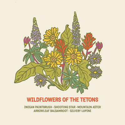 Wildflowers of the Tetons Illustration balsamroot flower illustration indian paintbrush lupine rocky mountains tetons wildflowers
