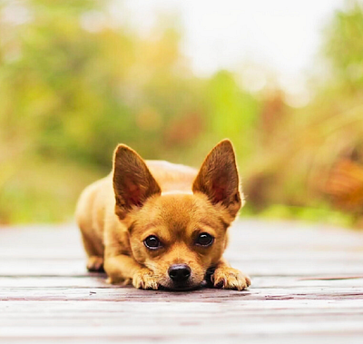 Amazing Chihuahua Potrait chihuahua digital photography