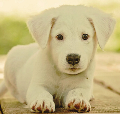 Cute Puppy with Black Eyes animal photography puppy