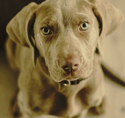 Beautiful Dog with Glowing Eyes dog photography