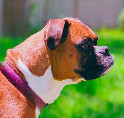 Amazing Boxer Dog Photo animal photography boxer dog