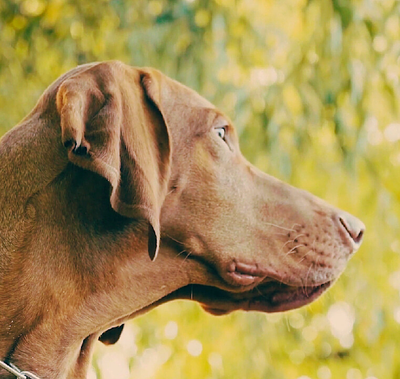 Staring Viszla dog photo animal photography vizsla dog