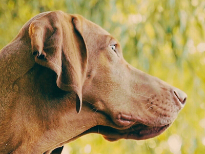 Staring Viszla dog photo animal photography vizsla dog