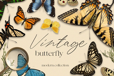 Vintage butterfly modern collection app branding design graphic design illustration logo typography ui ux vector