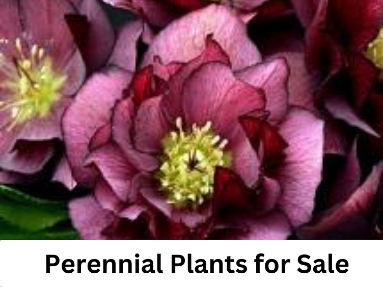 Enhance Your Garden with Perennial Plants for sale by Greenwood Nursery