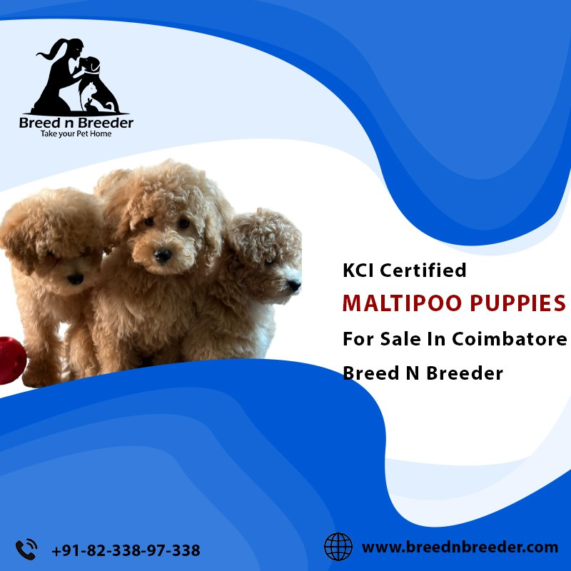 KCICertified Maltipoo Puppies for Sale in Coimbatore by Breed n