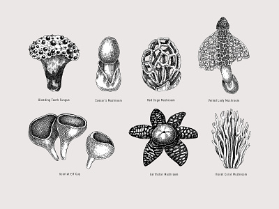 Exotic mushrooms botanical botanical illustration design elements exotic fungi fungus hand drawn mushroom sketch vector
