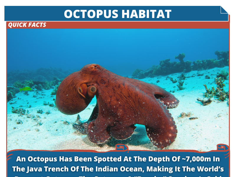 The Secret Life of Octopuses A Look at Their Habitats by DiscoveryBit
