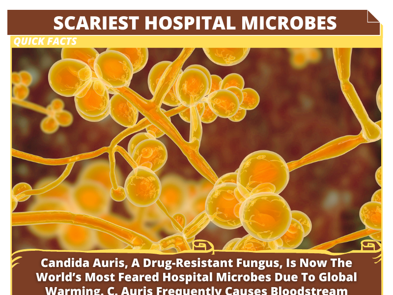 Candida Auris The Deadly Fungus Thats Spreading In Hospitals By Discoverybit Facts On Dribbble 