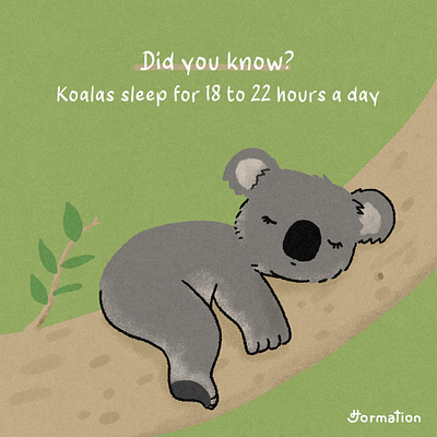 Koalas sleep for 18 to 22 hours a day animal cartoon comic did you know fact of the day fun fact illust illustration koala koala bear koalas procreate random fact sleep wildlife