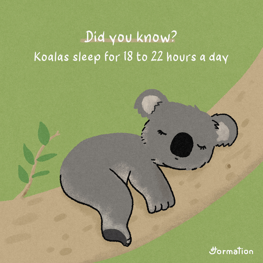 Koalas sleep for 18 to 22 hours a day by Jormation on Dribbble