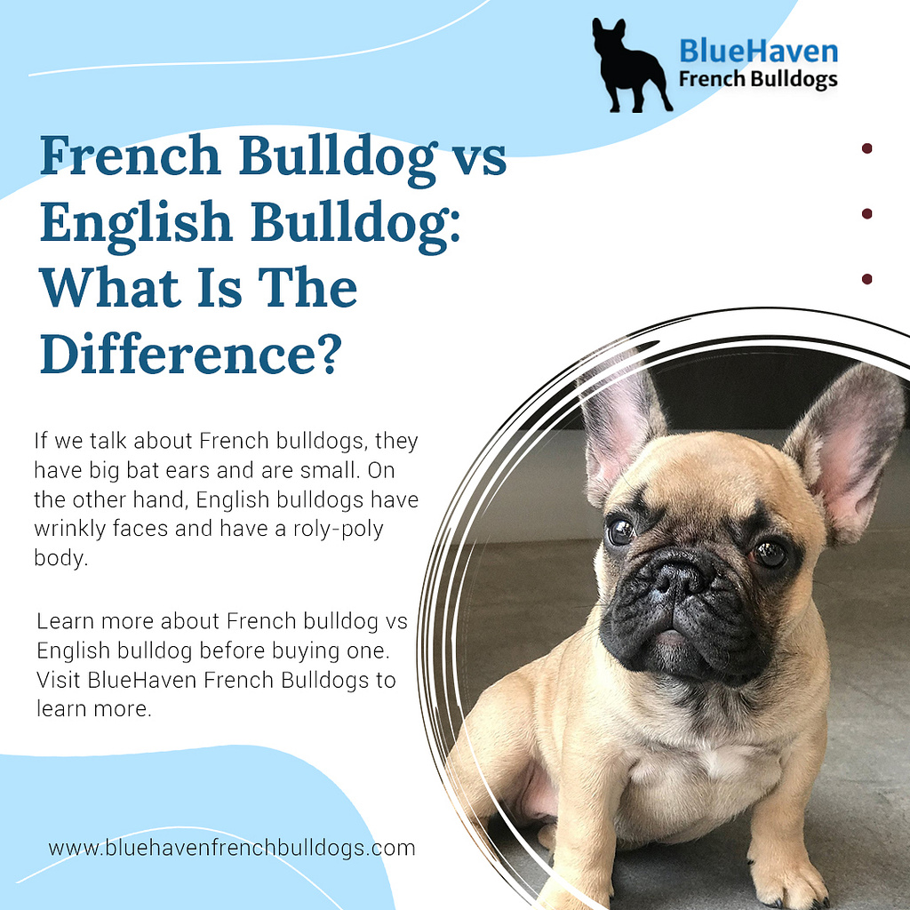 French bulldog vs English bulldog: What is the difference? by Lacey on ...