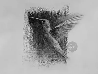 Charcoal drawing of a hummingbird animal animal art art arte ave bird charcoal charcoal drawing colibri desenho dibujo drawing nectar wings