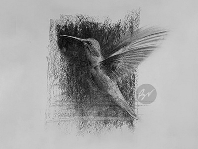 Charcoal drawing of a hummingbird animal animal art art arte ave bird charcoal charcoal drawing colibri desenho dibujo drawing nectar wings