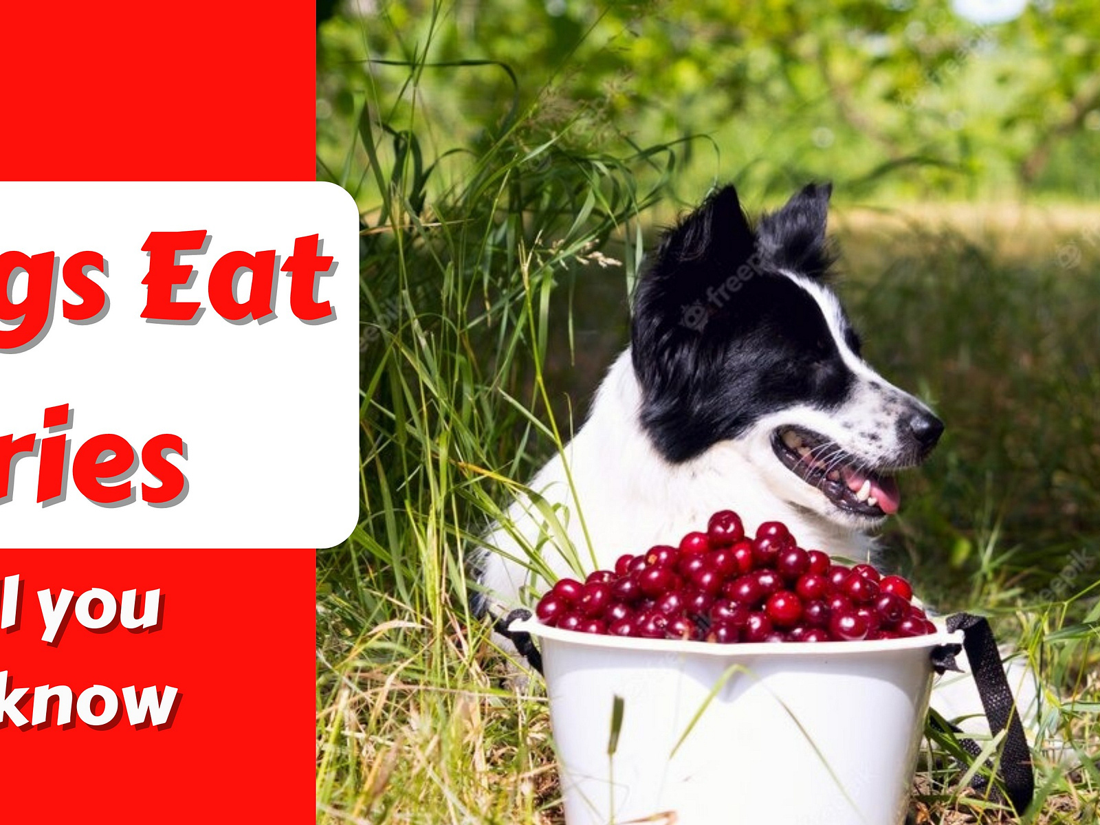 Can Dogs Eat Cherries? Unveiling the Truth Behind Canine Cherry by Izak