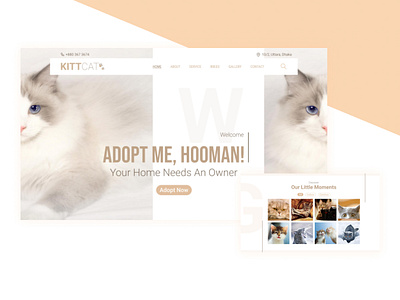Cat Adoption Website adoption cat graphic design interface design pet ui web website