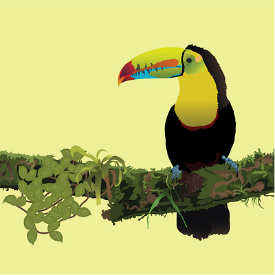 Toucan art bird digital illustration bird drawing bird illustration bird vector art design digital art digital drawing digital illustration digital work draw graphic design illustration vector vector drawing