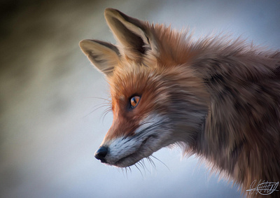 Digital artwork, fox animals art characters design digital art drawing fox graphic design illustration nature procreate