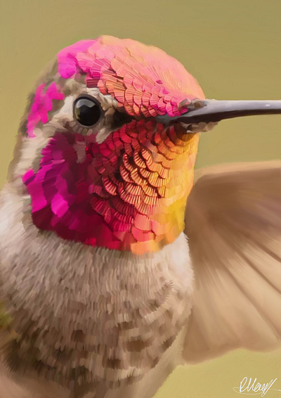 Digital art of hummingbird design digital art drawing graphic design hummingbird illustration nature procreate