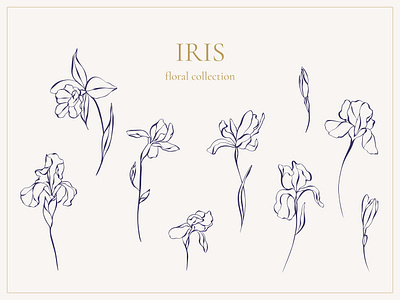 Iris Floral Collection graphic iris line art
