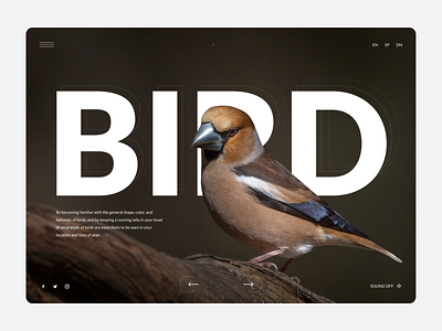 The nature of birds. animation bird composition design graphic design nature slider typography ui web website