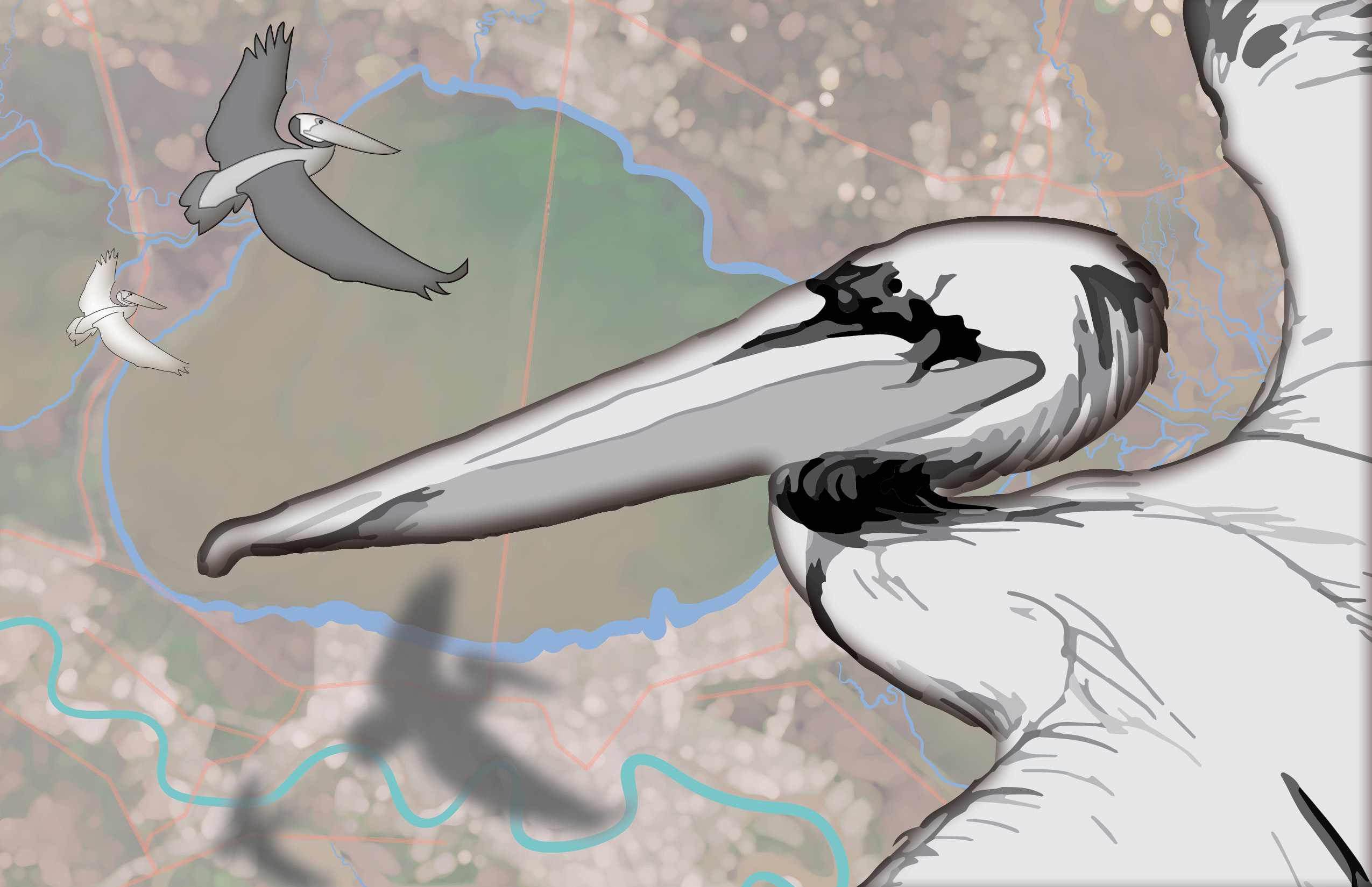 Pelican Explorations