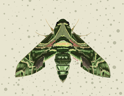 Hawaiian Moth beauty design freehand illustration insect linework moth nature patterns photoshop