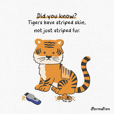 Tigers have striped skin, not just striped fur. animal did you know digital art digital illustration fact of the day fun fact fur illustration procreate shave skin stripe tiger tigers zoo