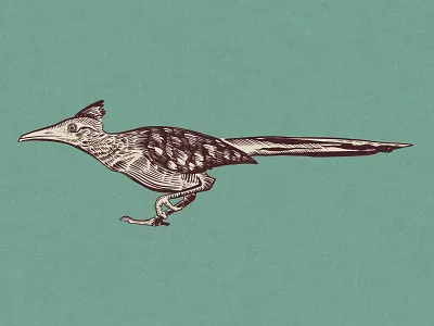 Panther Island RV Resort - Roadrunner Illustration americana bird brand branding custom desert design drawing etching fort worth graphic design identity illustration inking logo panther island roadrunner vintage