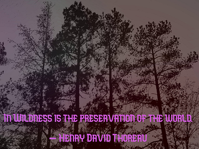 A picture with a quote by Henry David Thoreau author henry david thoreau quote text trees words