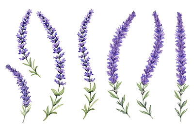 Lavender watercolor graphic design lavender watercolor