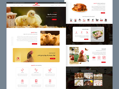 Dr.Javan Aviculture aviculture chicken design ui ux website