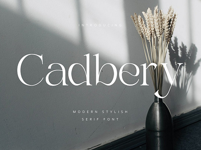 Cadbury | Modern Serif app branding design graphic design illustration logo typography ui ux vector
