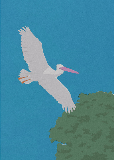 pelican adventures illustration pictures