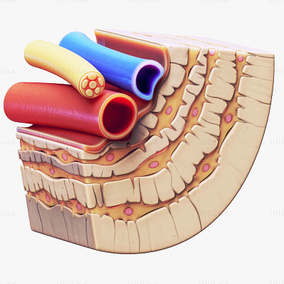 Osteocyte in compact bone Osteon 3d model 3d 3d model 3d modelling 3ds anatomy biology c4d fbx medicine obj stl