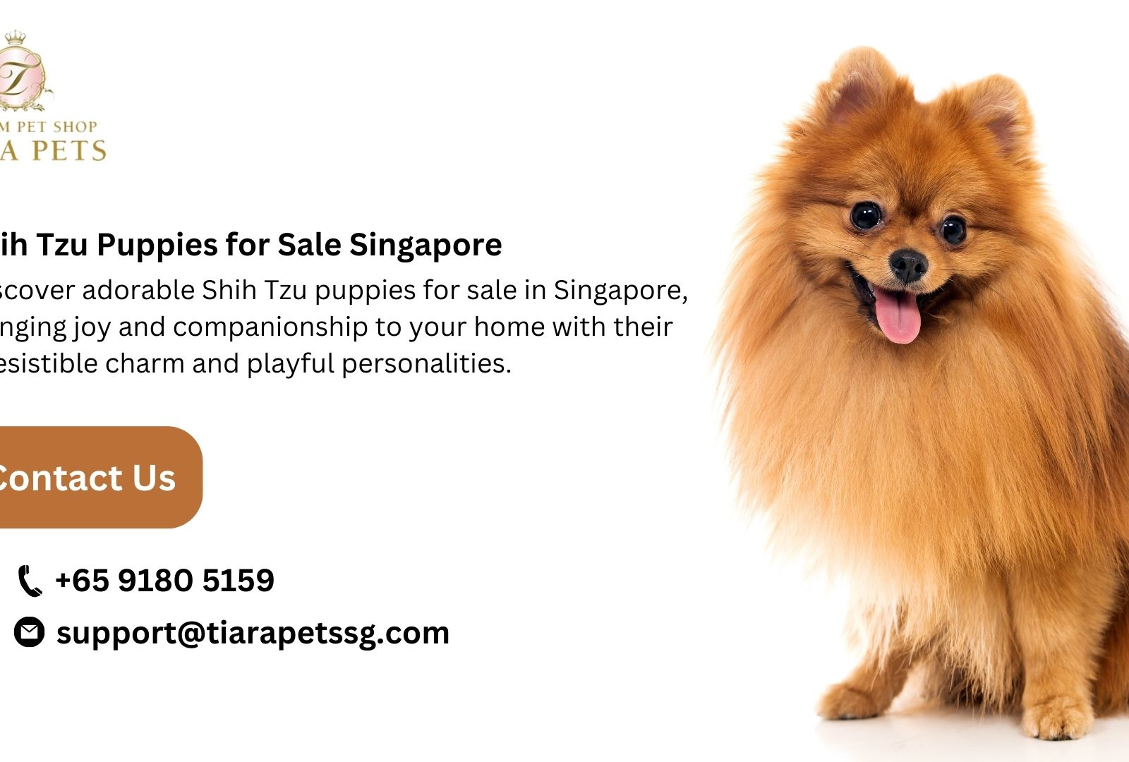 Shih Tzu Puppies Sale in Singapore by Tiara on Dribbble