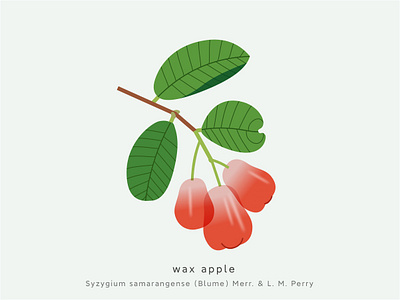 wax apple design illustration plant 水果