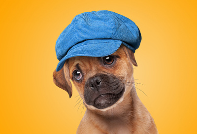 Add a headwear animal app beautyapp cat dog headwear photoeditor retouch