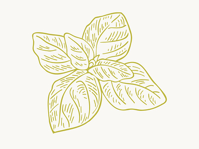 Oregano Line Art Illustration botanical carving drawing engraving etching hand drawn herb herbal illustration illustrator line art lino oregano organic plant spice vector vintage wood cut woodcut