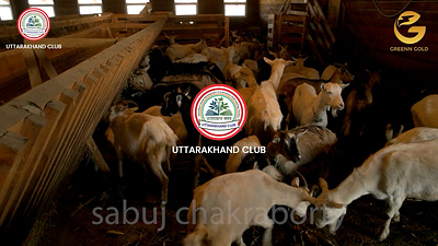 Documentary Video For Goat Farming after effect documentary video editing motion graphics premiere pro video video editing video production youtube video