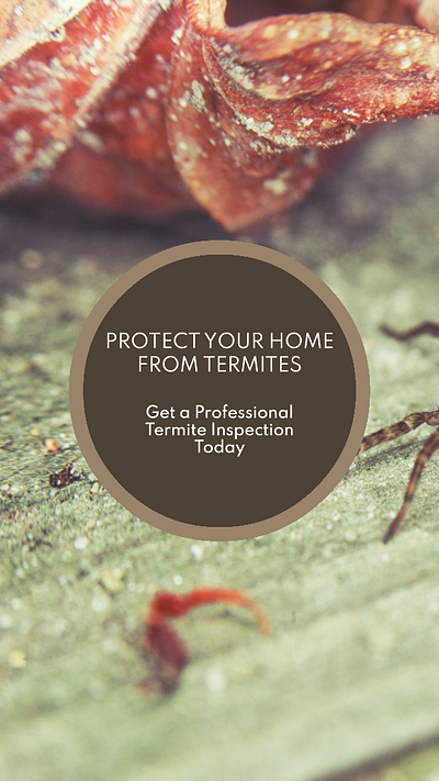 Flyer Design- Termite Control graphic design