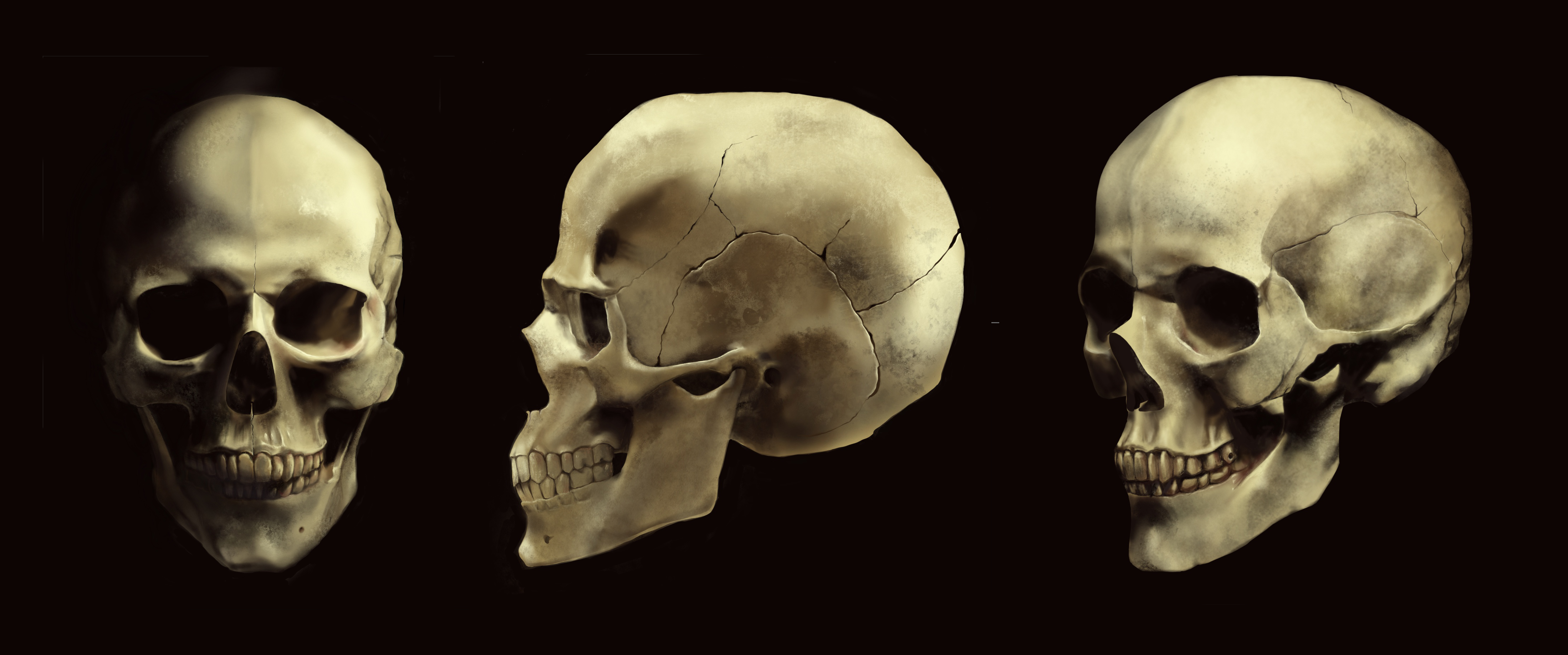 2D skull anatomy for 3D artists. Procreate. 2d art 2d artist design graphic design illustration procreate
