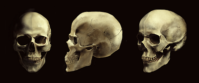 2D skull anatomy for 3D artists. Procreate. 2d art 2d artist design graphic design illustration procreate