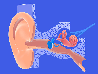 3d illustration of the anatomy of the inner ear 3d 3d art anatomical anatomy design ear illustration inner ear medical