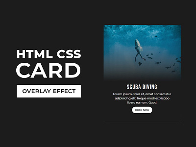 Responsive CSS card Overlay Animation animation css css animation css cards css3 divinectorweb frontend html html5 webdesign