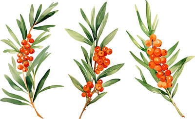 Sea buckthorn watercolor graphic design illustration vector watercolor