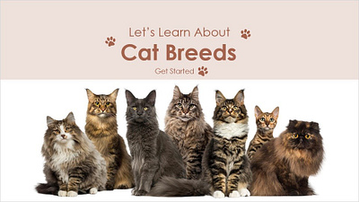 e-Learning: Let's Learn About Cat Breeds brown cat breeds cats course e learning elearning instructional design learning module ui design visual design