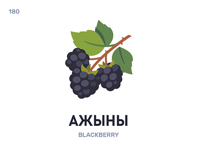 Ажы́ны / Blackberry belarus belarusian language daily flat icon illustration vector