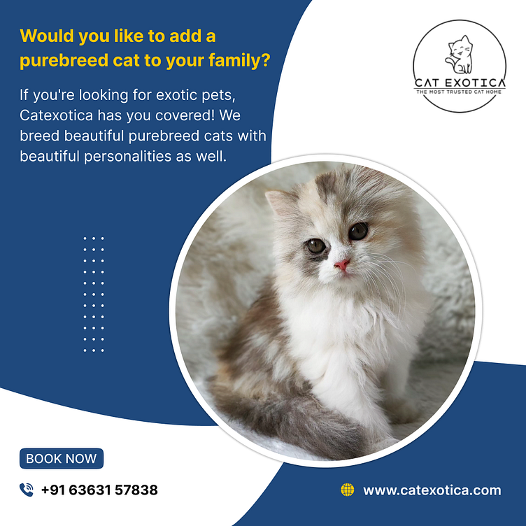 Buy Cats for Sale Online in Bangalore by cat exotica on Dribbble
